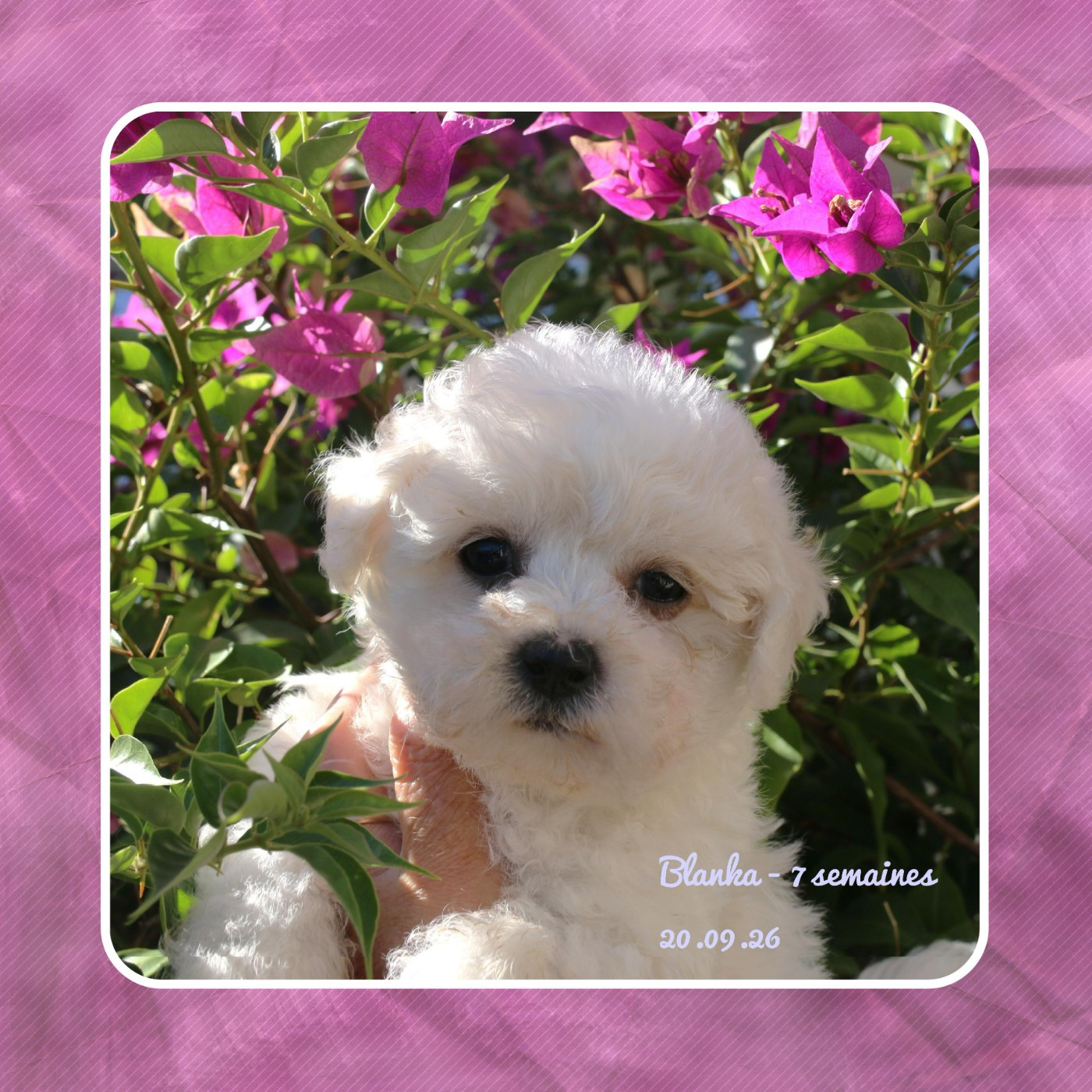 De La Clède Champtressac - Chiots disponibles - Bichon Frise