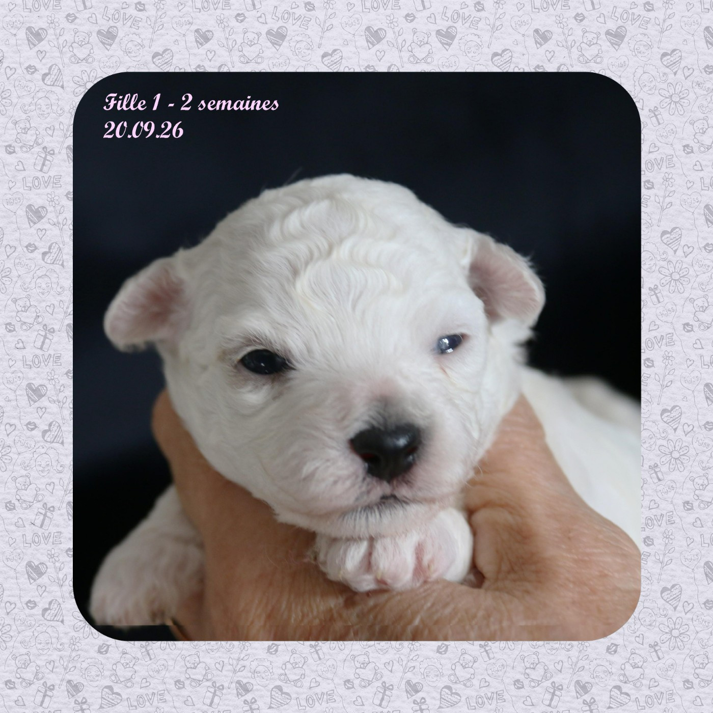 De La Clède Champtressac - Chiots disponibles - Bichon Frise