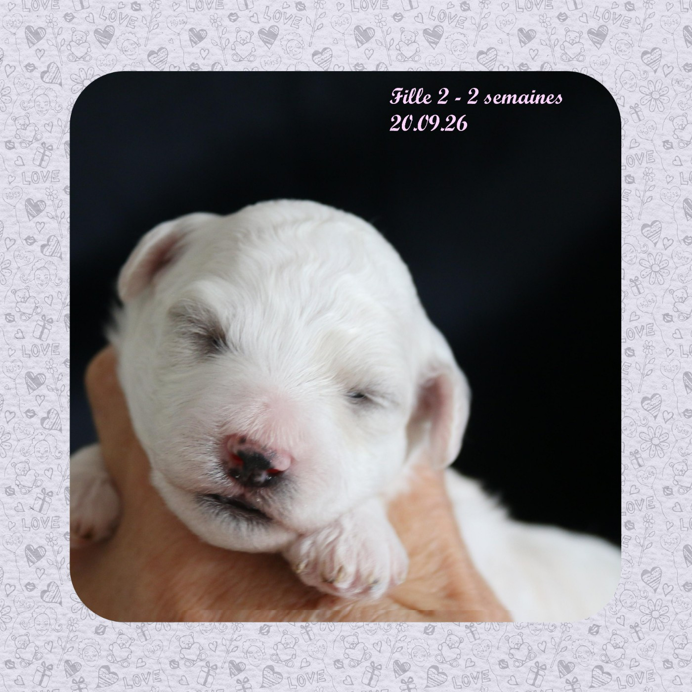 De La Clède Champtressac - Chiots disponibles - Bichon Frise