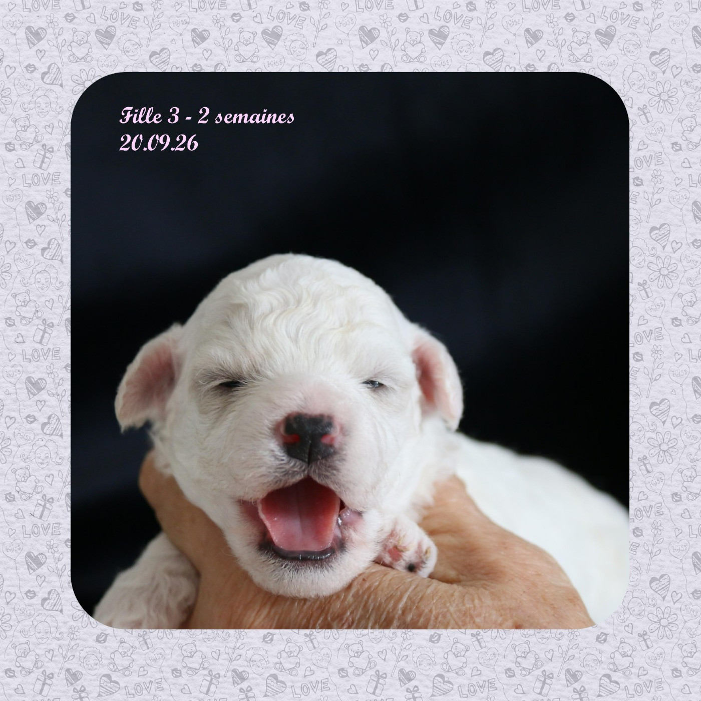 De La Clède Champtressac - Chiots disponibles - Bichon Frise