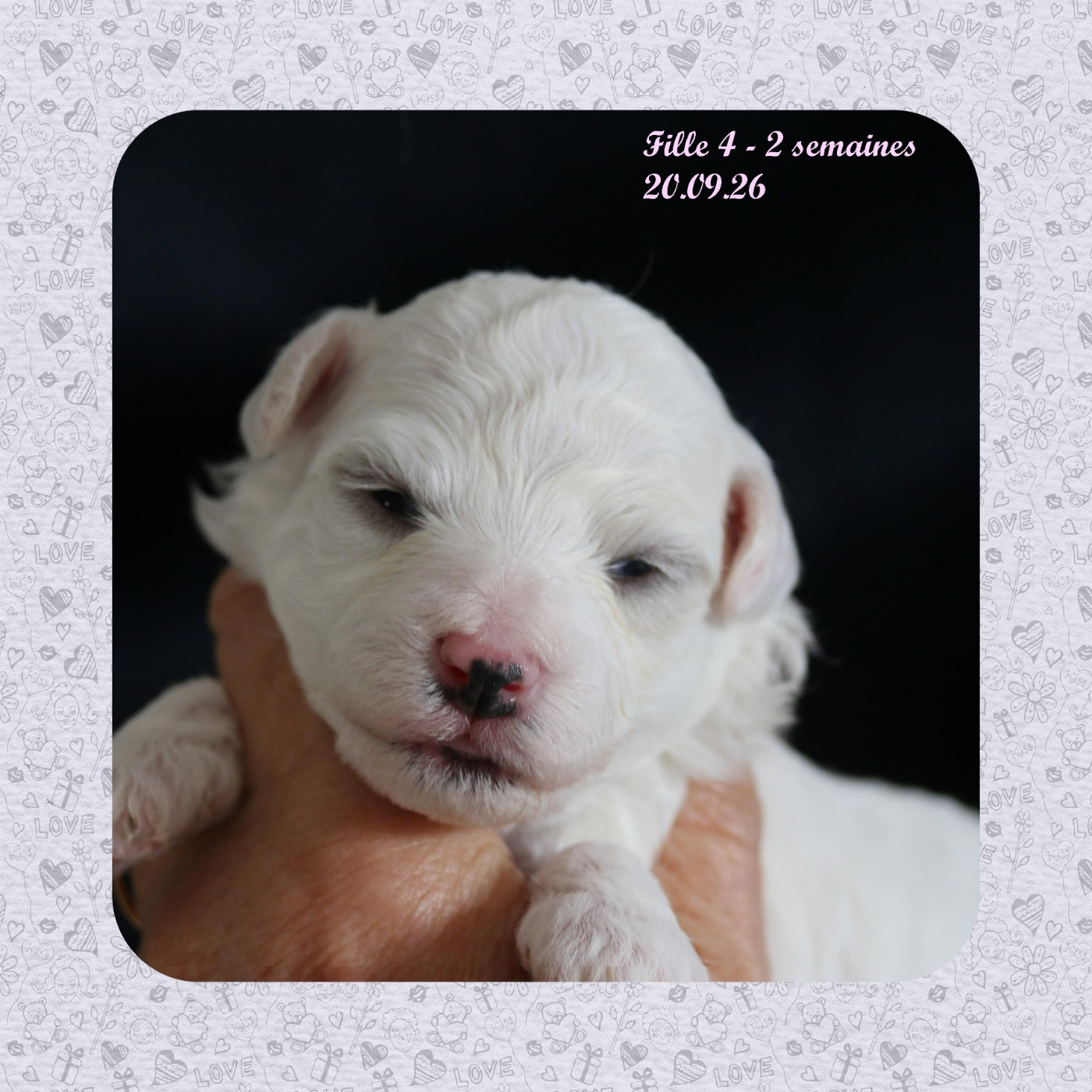 De La Clède Champtressac - Chiots disponibles - Bichon Frise