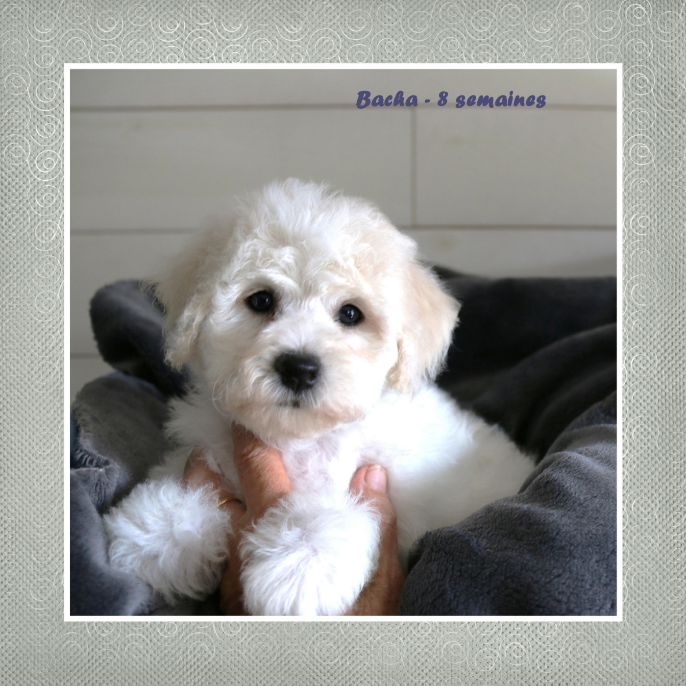 De La Clède Champtressac - Chiots disponibles - Bichon Frise