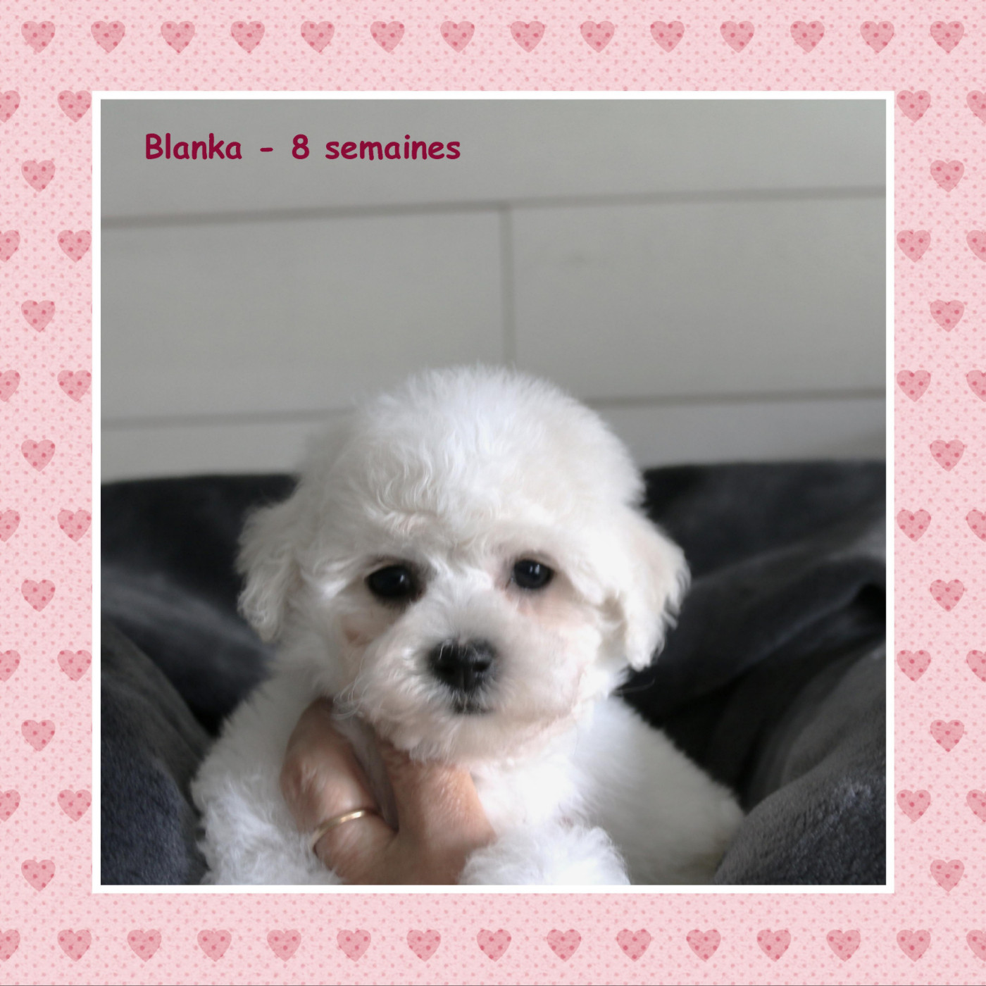 De La Clède Champtressac - Chiots disponibles - Bichon Frise