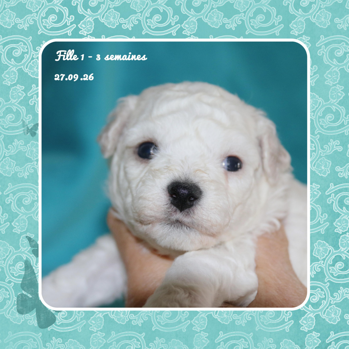 De La Clède Champtressac - Chiots disponibles - Bichon Frise