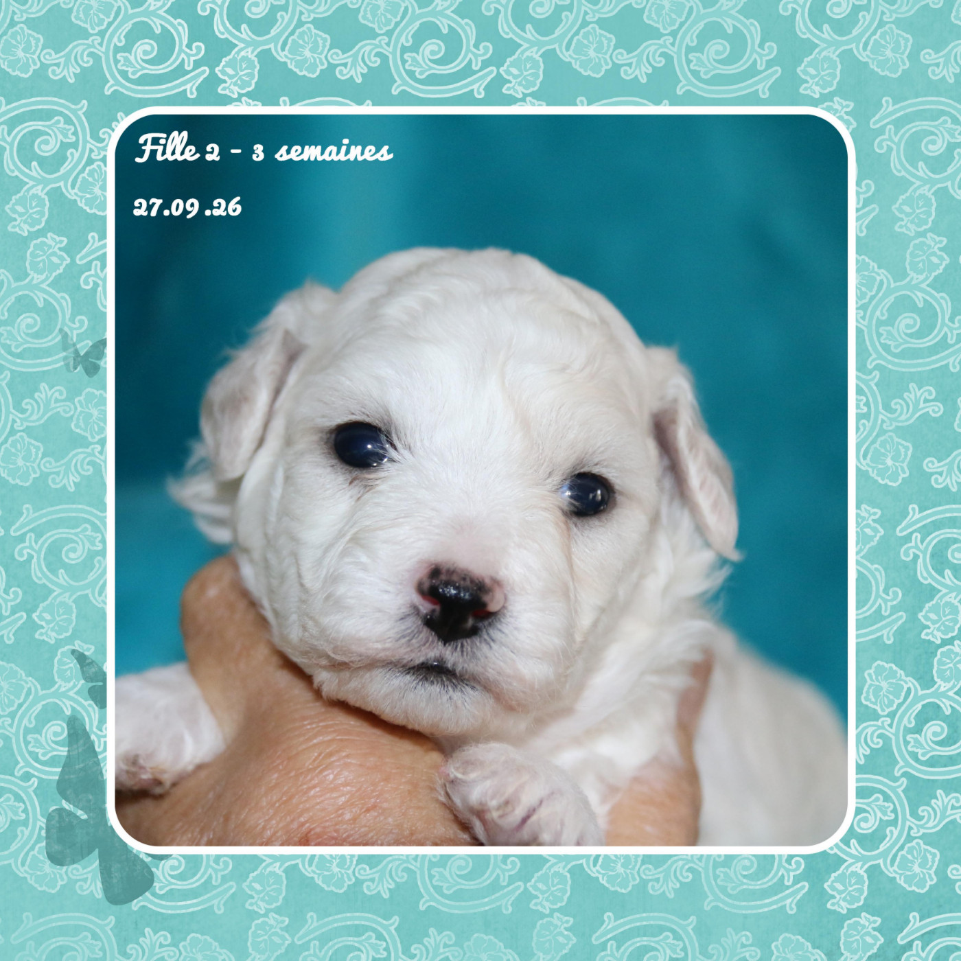 De La Clède Champtressac - Chiots disponibles - Bichon Frise
