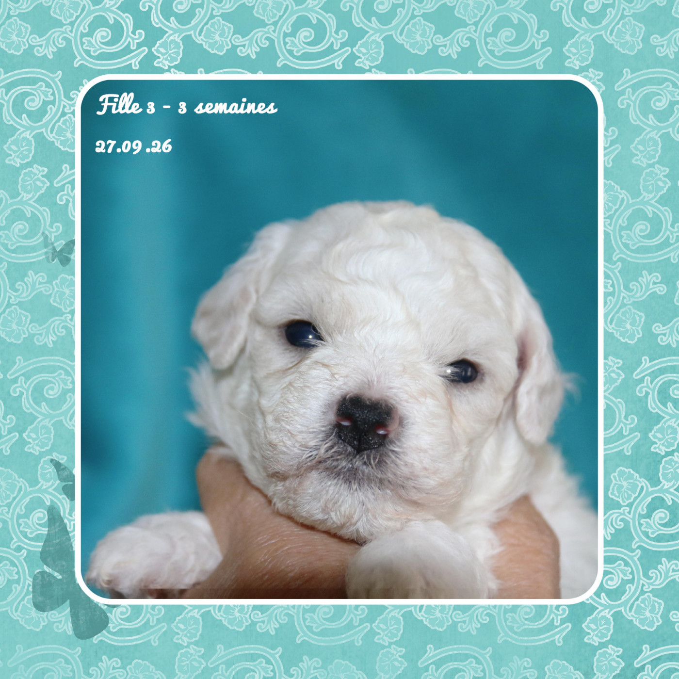 De La Clède Champtressac - Chiots disponibles - Bichon Frise