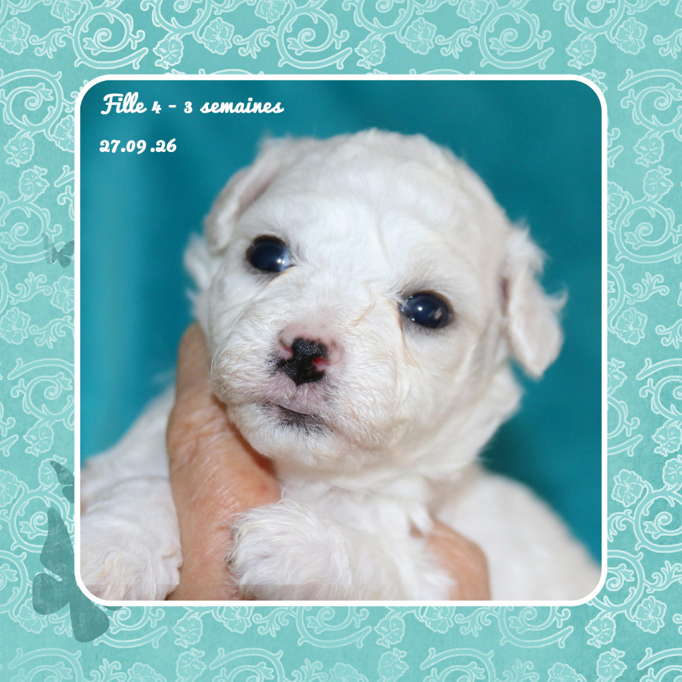 De La Clède Champtressac - Chiots disponibles - Bichon Frise