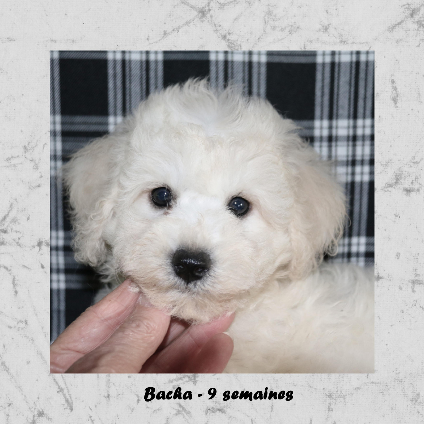 De La Clède Champtressac - Chiots disponibles - Bichon Frise