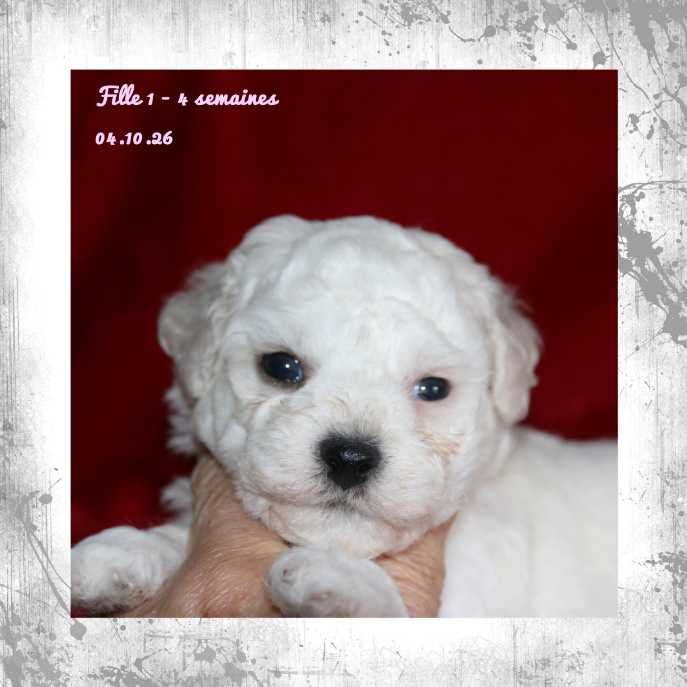 De La Clède Champtressac - Chiots disponibles - Bichon Frise