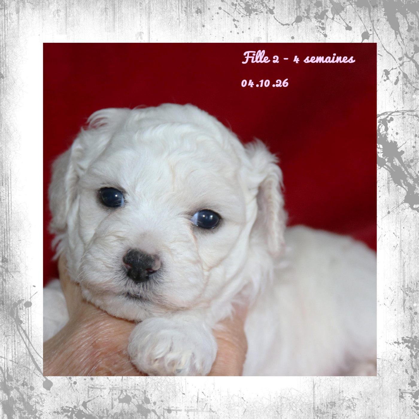 De La Clède Champtressac - Chiots disponibles - Bichon Frise