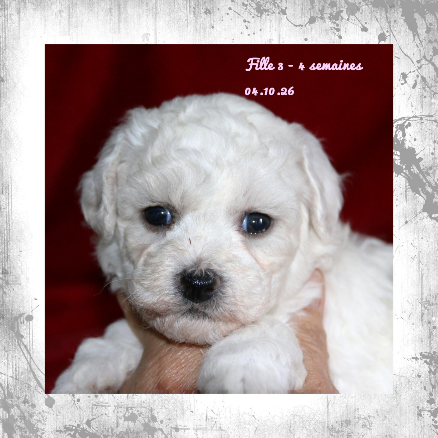 De La Clède Champtressac - Chiots disponibles - Bichon Frise