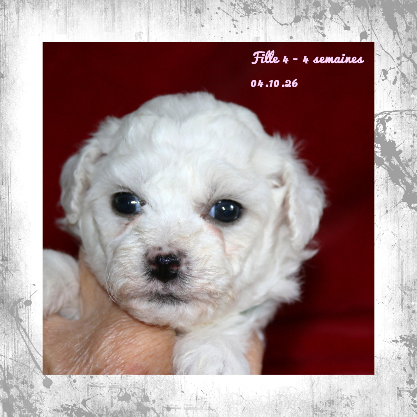 De La Clède Champtressac - Chiots disponibles - Bichon Frise