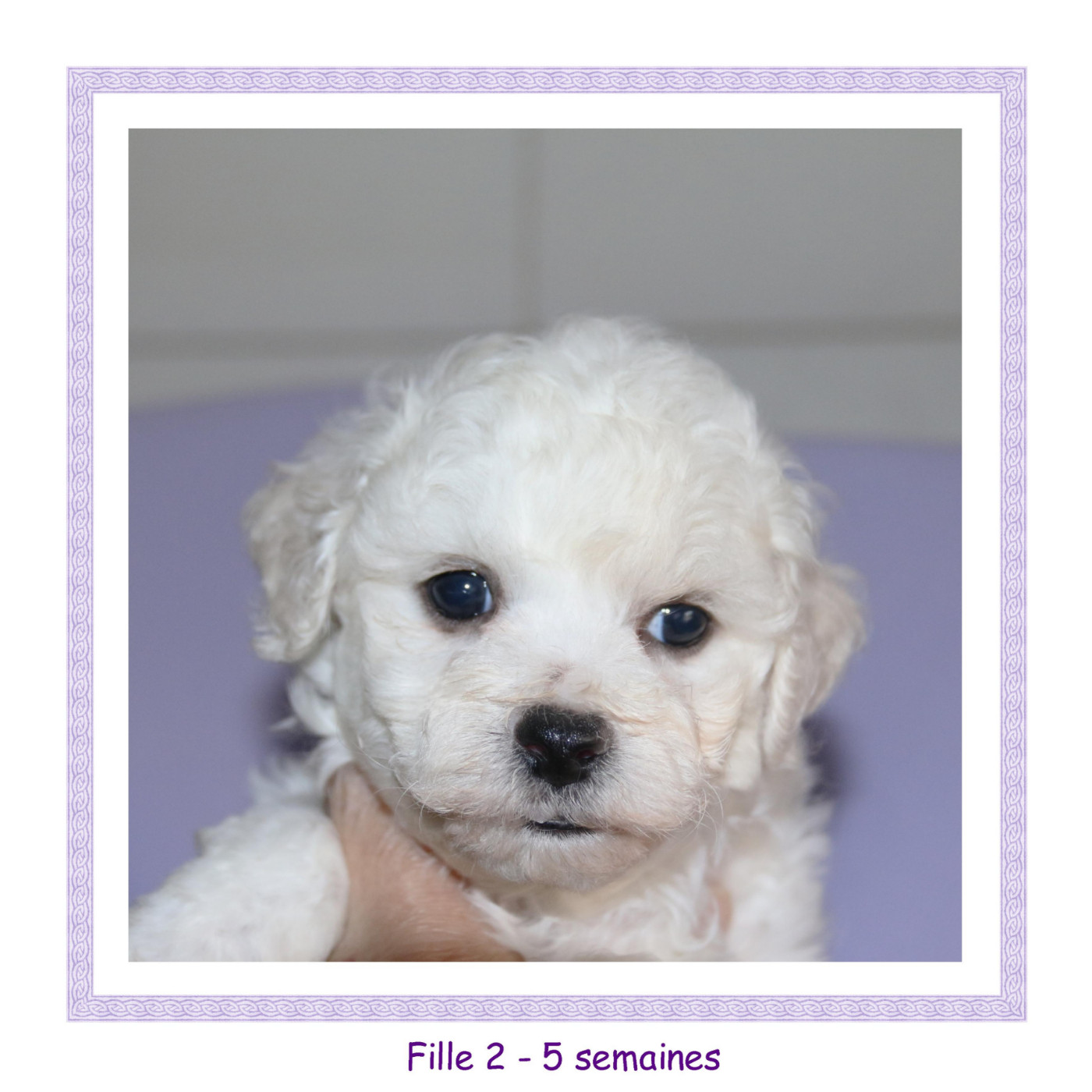 De La Clède Champtressac - Chiots disponibles - Bichon Frise