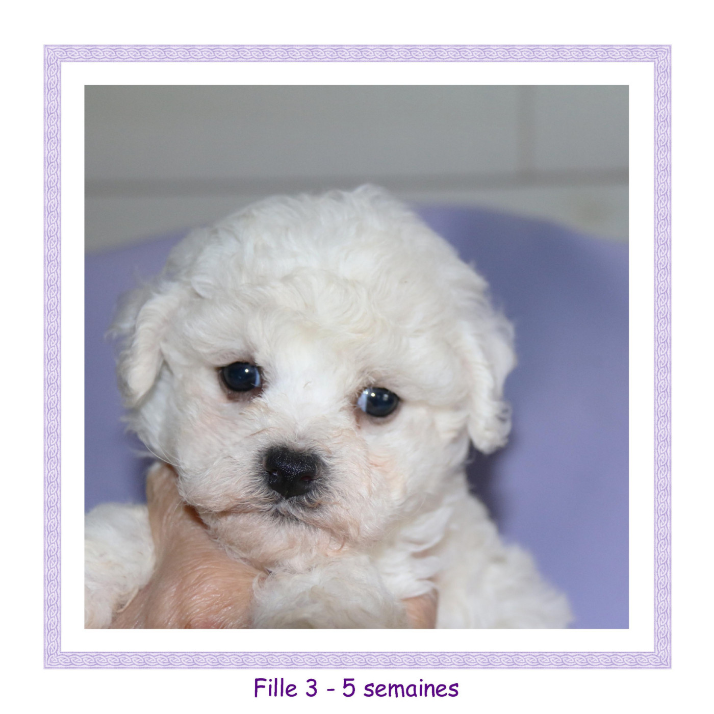 De La Clède Champtressac - Chiots disponibles - Bichon Frise