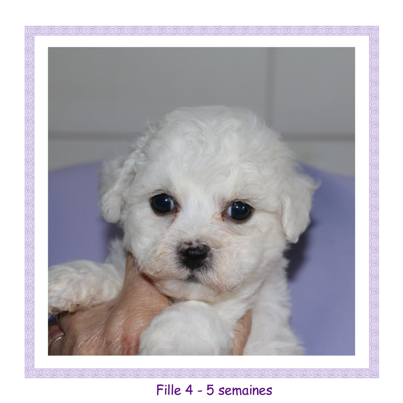 De La Clède Champtressac - Chiots disponibles - Bichon Frise