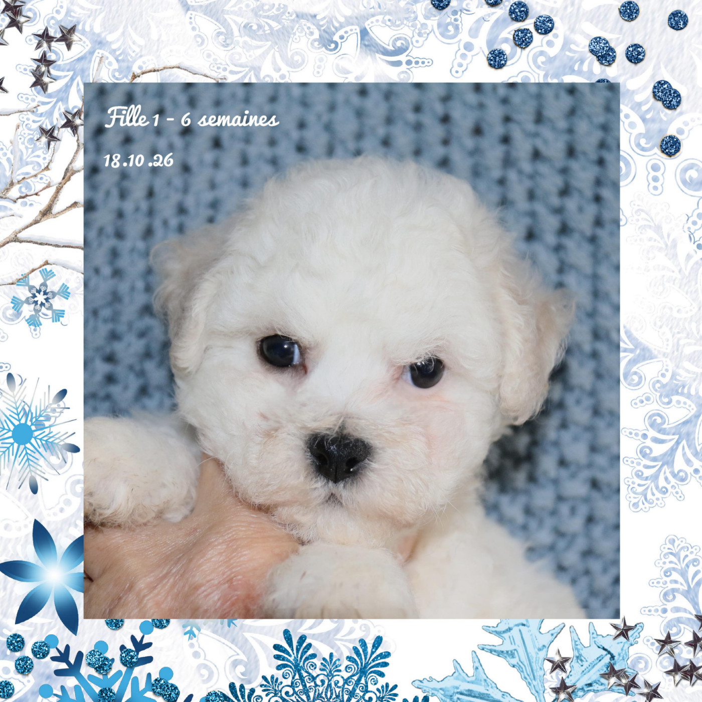 De La Clède Champtressac - Chiots disponibles - Bichon Frise