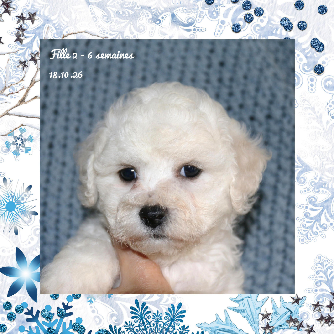 De La Clède Champtressac - Chiots disponibles - Bichon Frise