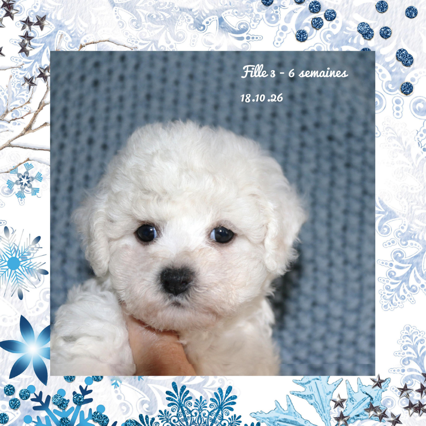 De La Clède Champtressac - Chiots disponibles - Bichon Frise