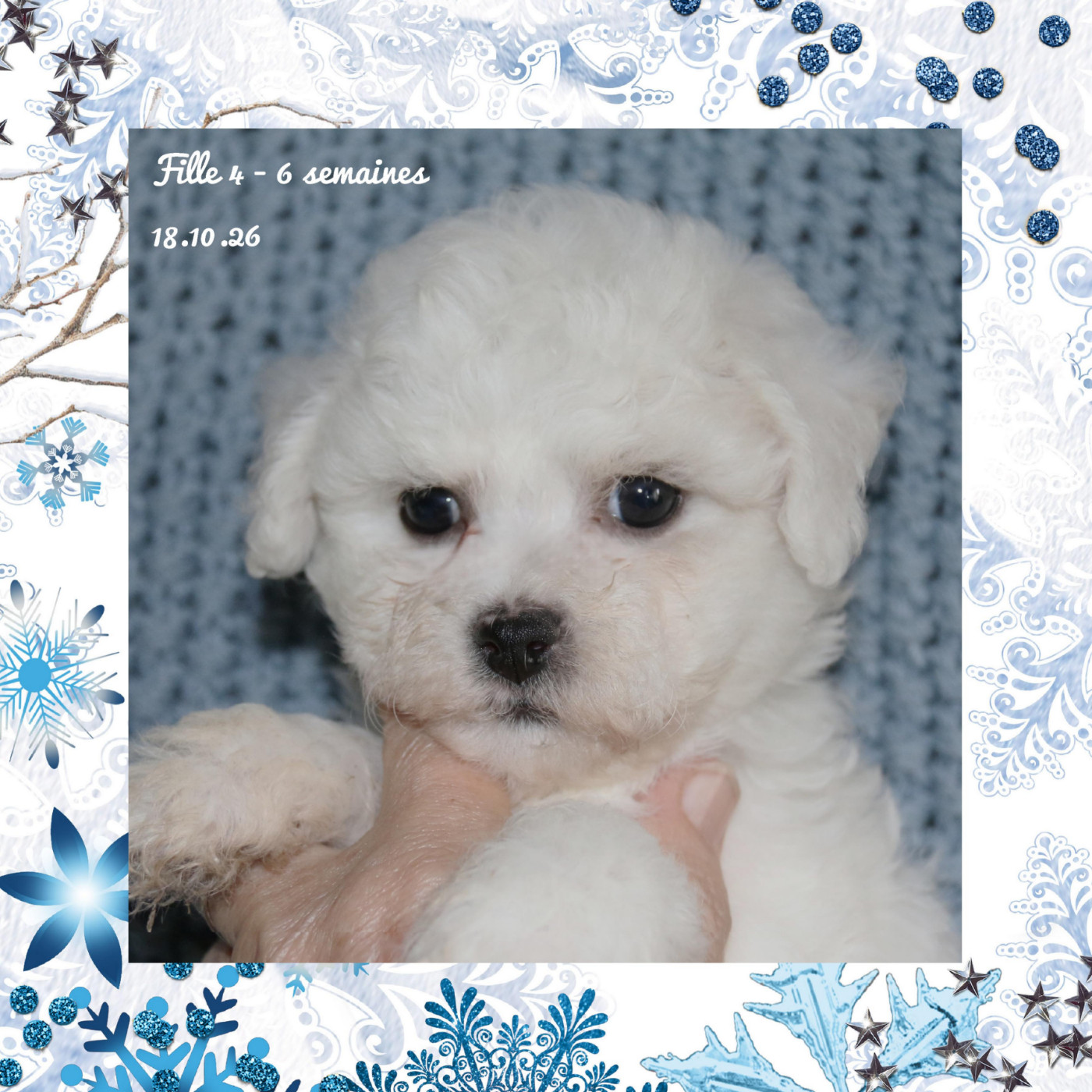 De La Clède Champtressac - Chiots disponibles - Bichon Frise