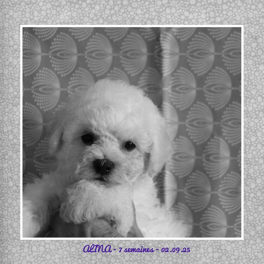 De La Clède Champtressac - Chiots disponibles - Bichon Frise