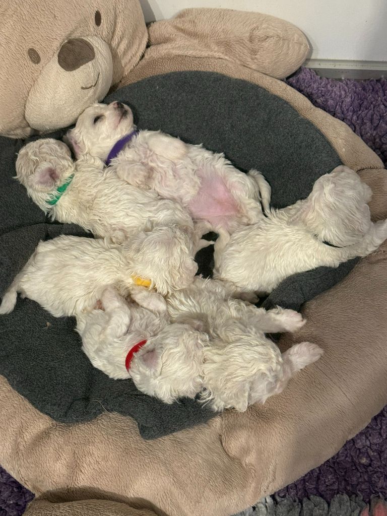 De La Clède Champtressac - Bichon Frise - Portée née le 21/09/2025