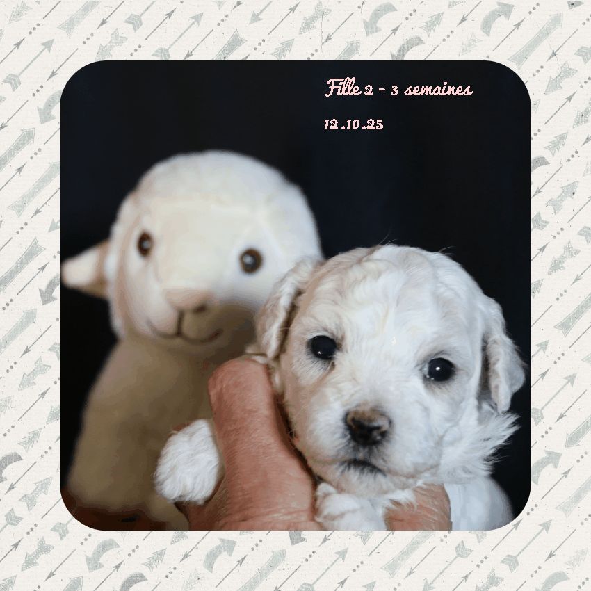 De La Clède Champtressac - Chiots disponibles - Bichon Frise