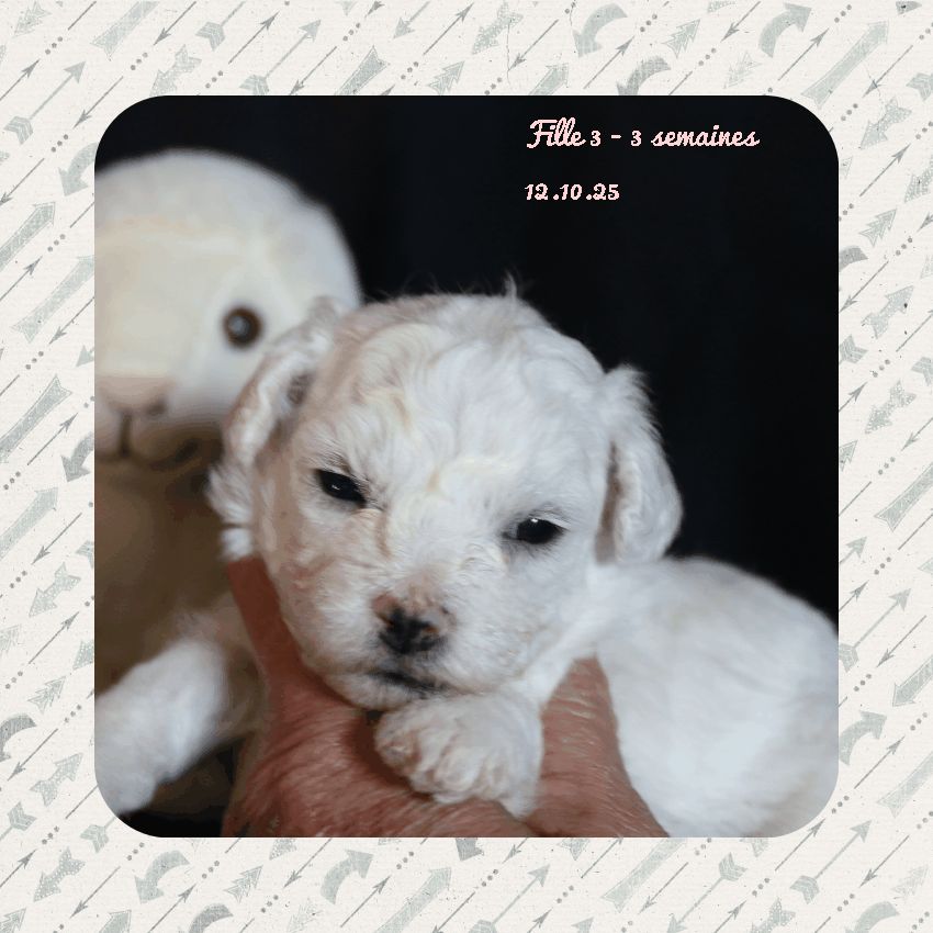 De La Clède Champtressac - Chiots disponibles - Bichon Frise