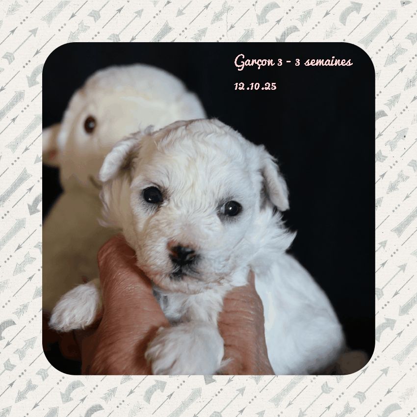De La Clède Champtressac - Chiots disponibles - Bichon Frise