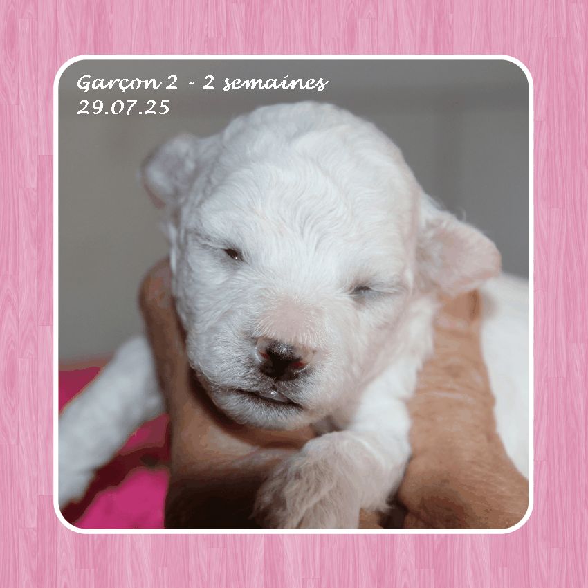 De La Clède Champtressac - Chiots disponibles - Bichon Frise