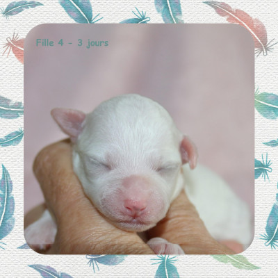 Fille 4