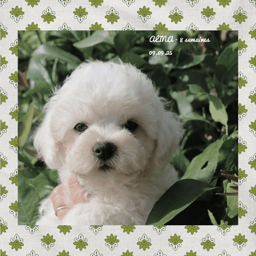 De La Clède Champtressac - Chiots disponibles - Bichon Frise