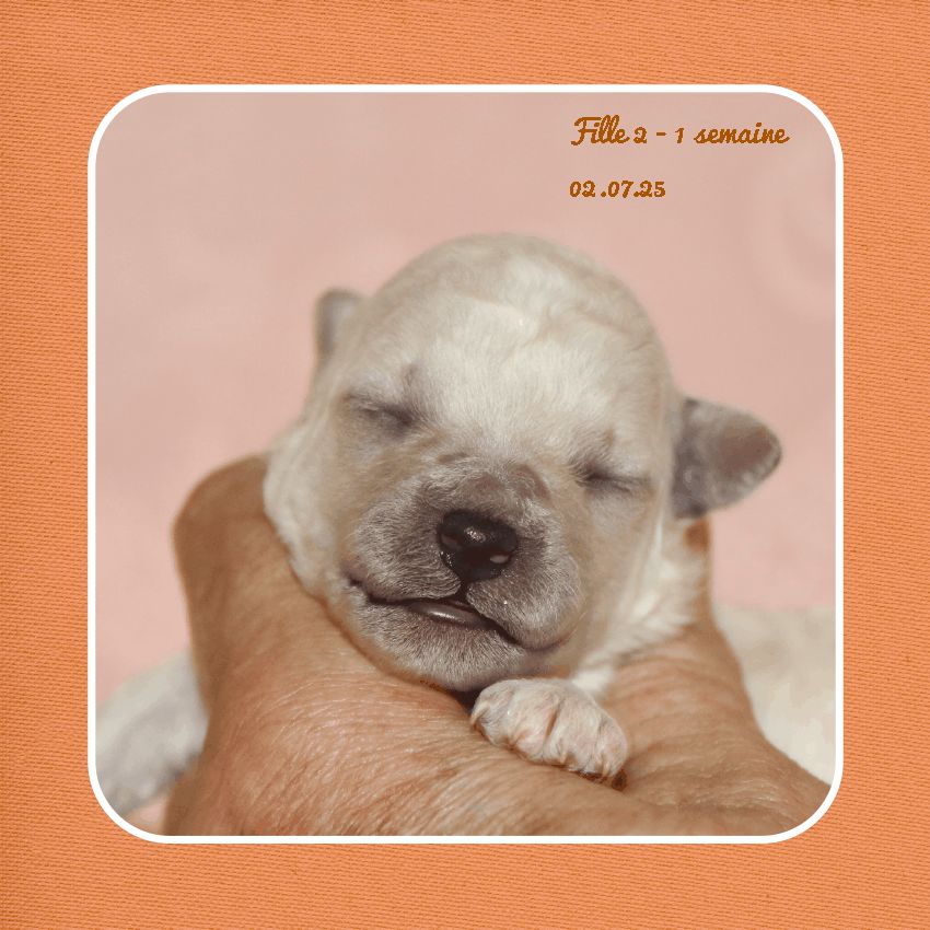 De La Clède Champtressac - Chiots disponibles - Bichon Frise