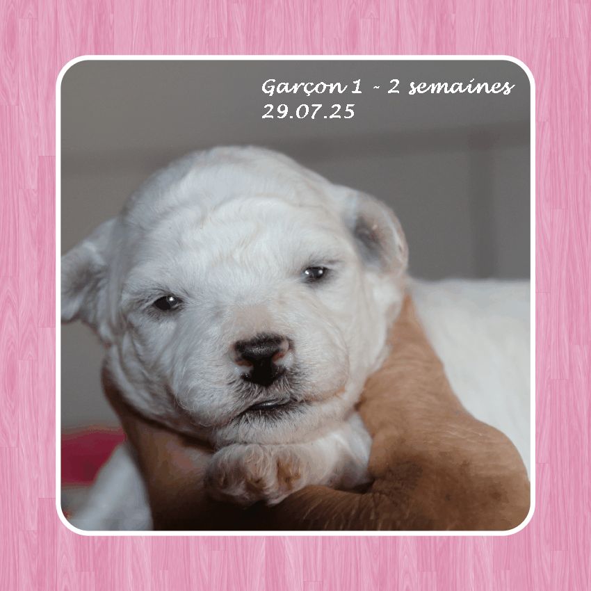 De La Clède Champtressac - Chiots disponibles - Bichon Frise