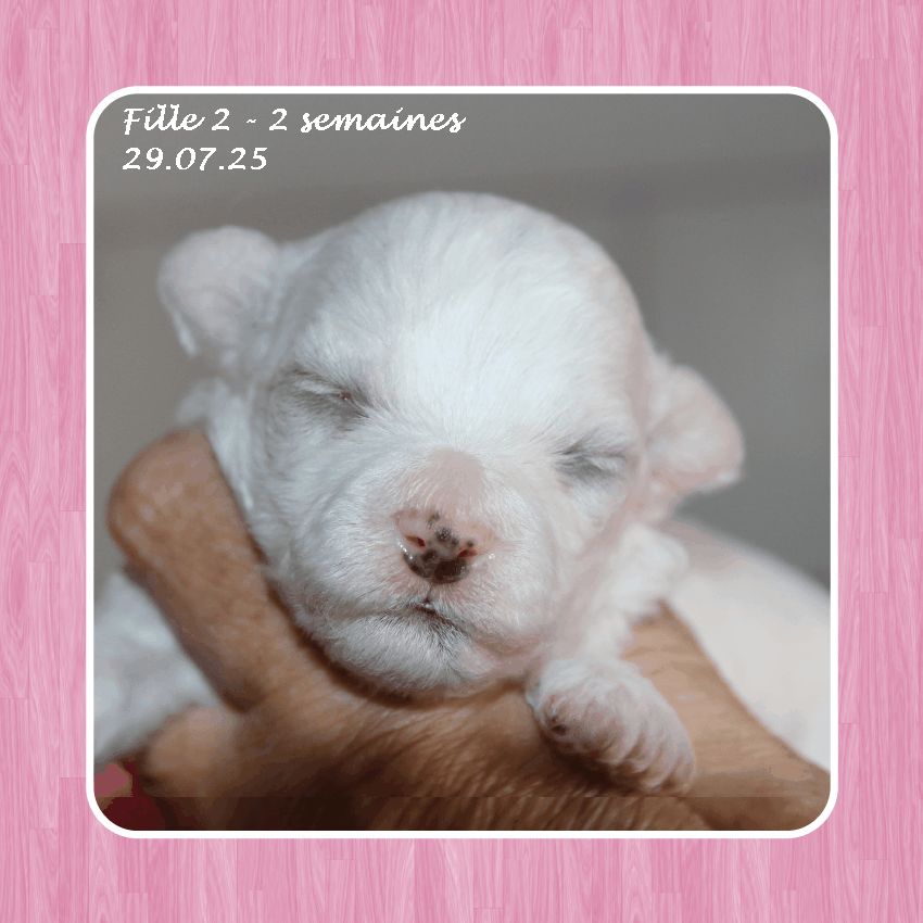 De La Clède Champtressac - Chiots disponibles - Bichon Frise