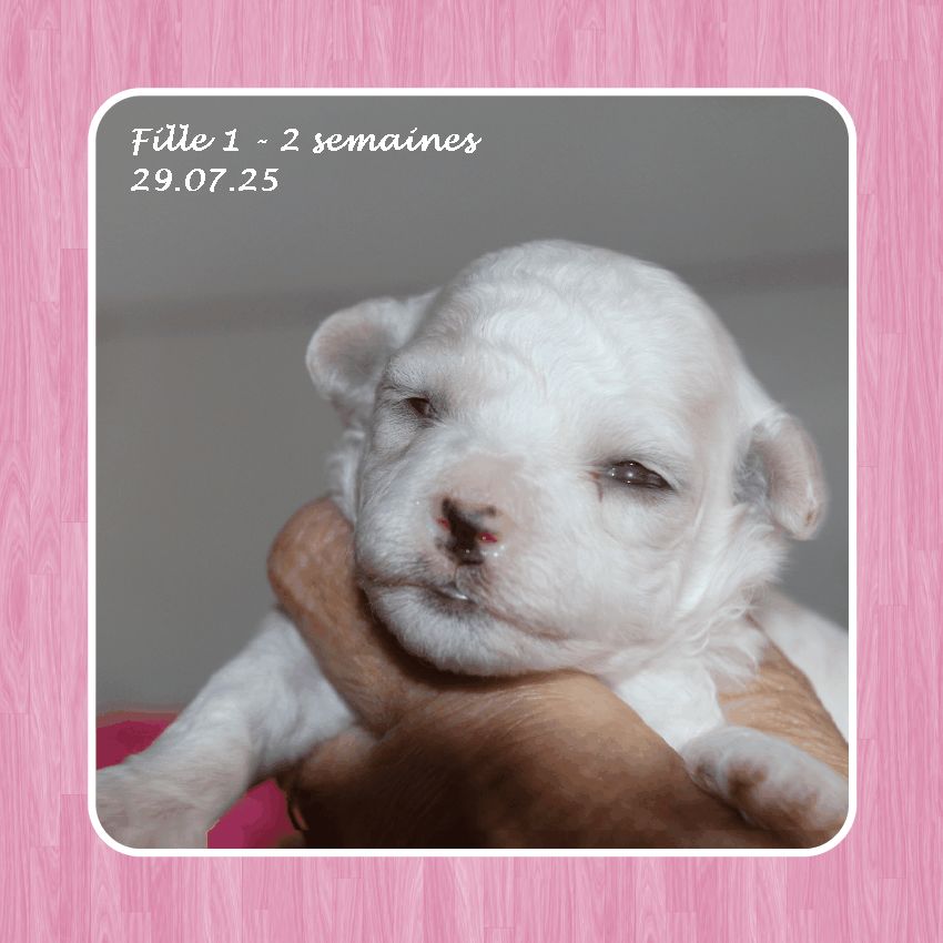 De La Clède Champtressac - Chiots disponibles - Bichon Frise