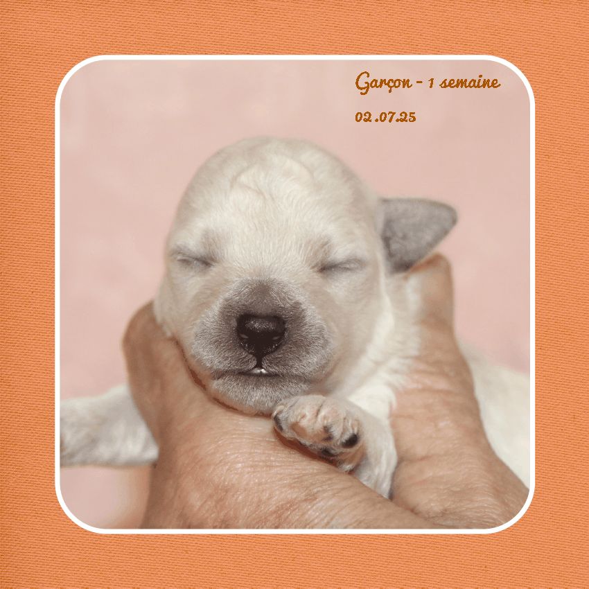 De La Clède Champtressac - Chiots disponibles - Bichon Frise