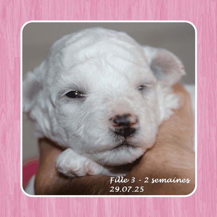 De La Clède Champtressac - Chiots disponibles - Bichon Frise