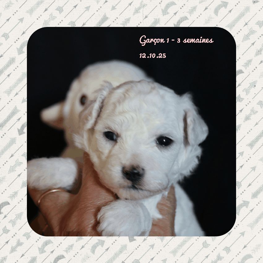 De La Clède Champtressac - Chiots disponibles - Bichon Frise