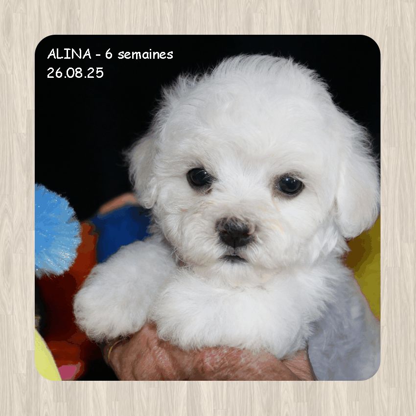 De La Clède Champtressac - Chiots disponibles - Bichon Frise
