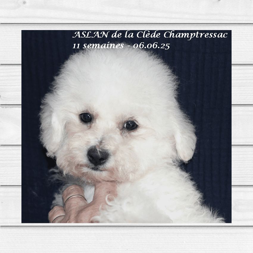 De La Clède Champtressac - Bichon Frise - Portée née le 21/03/2025