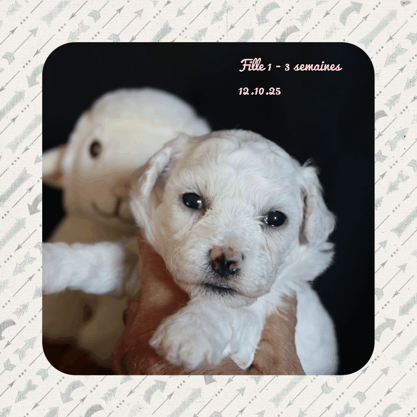 De La Clède Champtressac - Chiots disponibles - Bichon Frise
