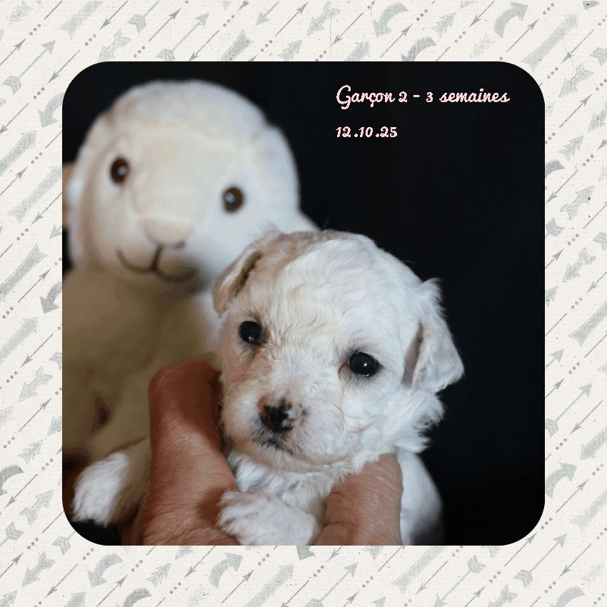 De La Clède Champtressac - Chiots disponibles - Bichon Frise